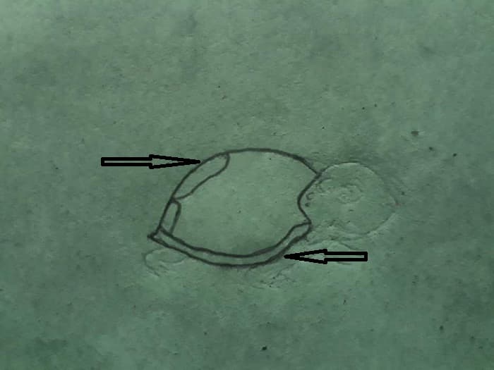 How To Draw A Baby Sea Turtle Easy Step By Step With Pictures