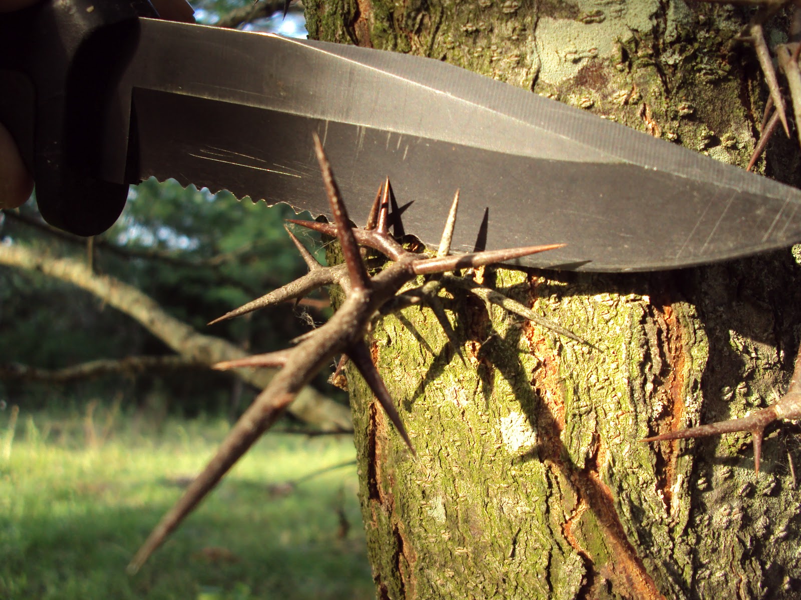 Missouri Survival The Honey Locust Thorn Tree
