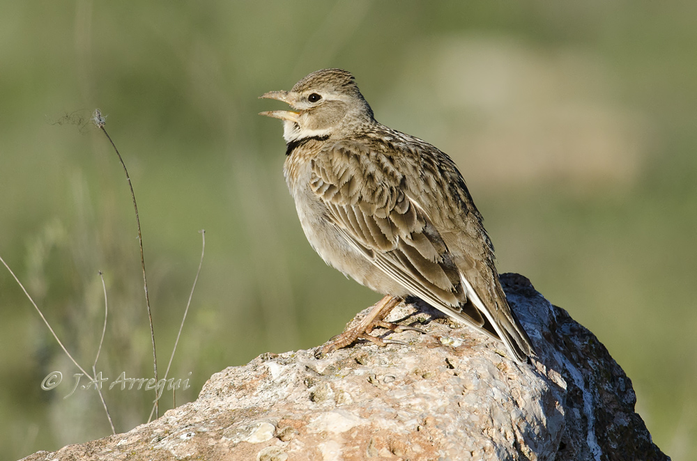 Calandria común, Melanocorypha calandra, Calandra Lark Calandria común, Melanocorypha calandra, Calandra Lark