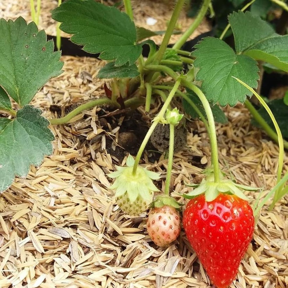 BIBIT TANAMAN STRAWBERRY CALIFORNIA Pasuruan