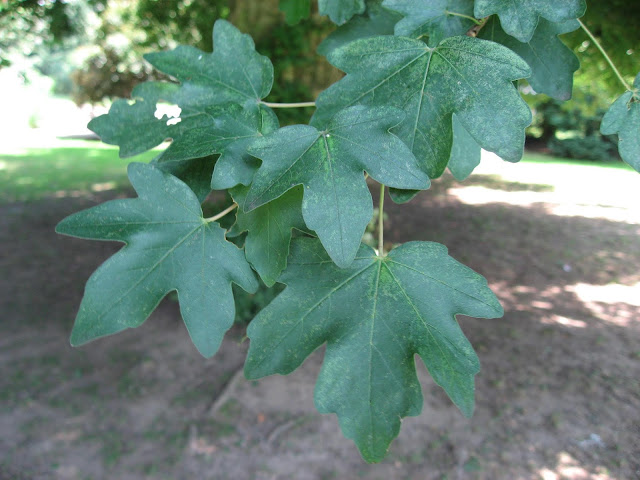 Ova akçaağacı (Acer campestre)