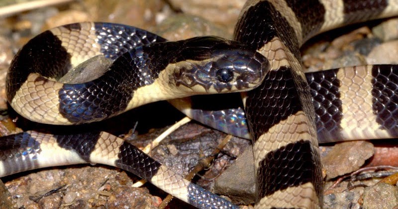 Primbon Jawa Ular Masuk Rumah