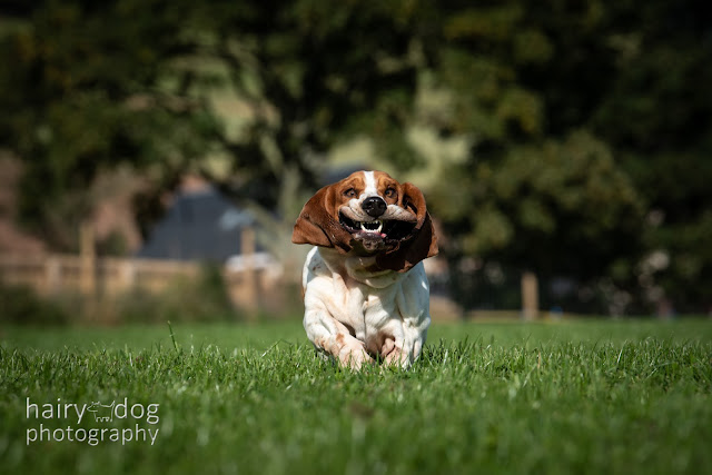 Funny photo of a running basset hound
