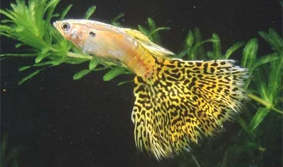 Ikan Guppy Yellow Lace - Cara Budidaya Ikan