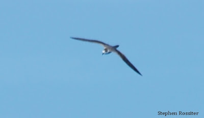 Hawaiian Petrel off Oregon by Stephen Rossiter