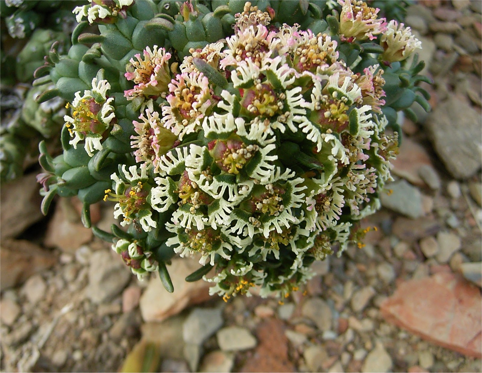 Euphorbia caput -medusae cyathia flowers