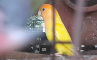सपने में तोता देखने से क्या होता है ▷ parrot सपने में तोता देखने से क्या होता है ▷ parrot