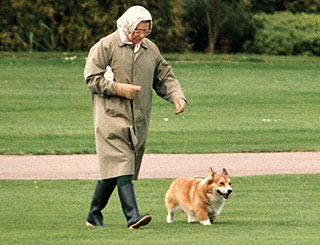 Corgi Queen Corgi Queen