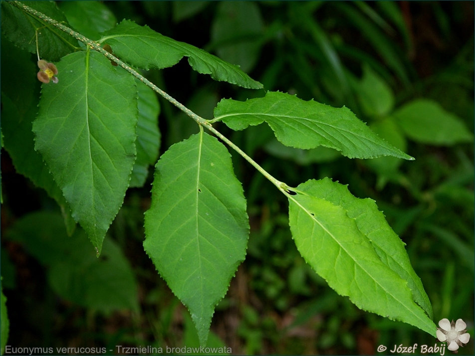 Euonymus verrucosus - Trzmielina brodawkowata liście
