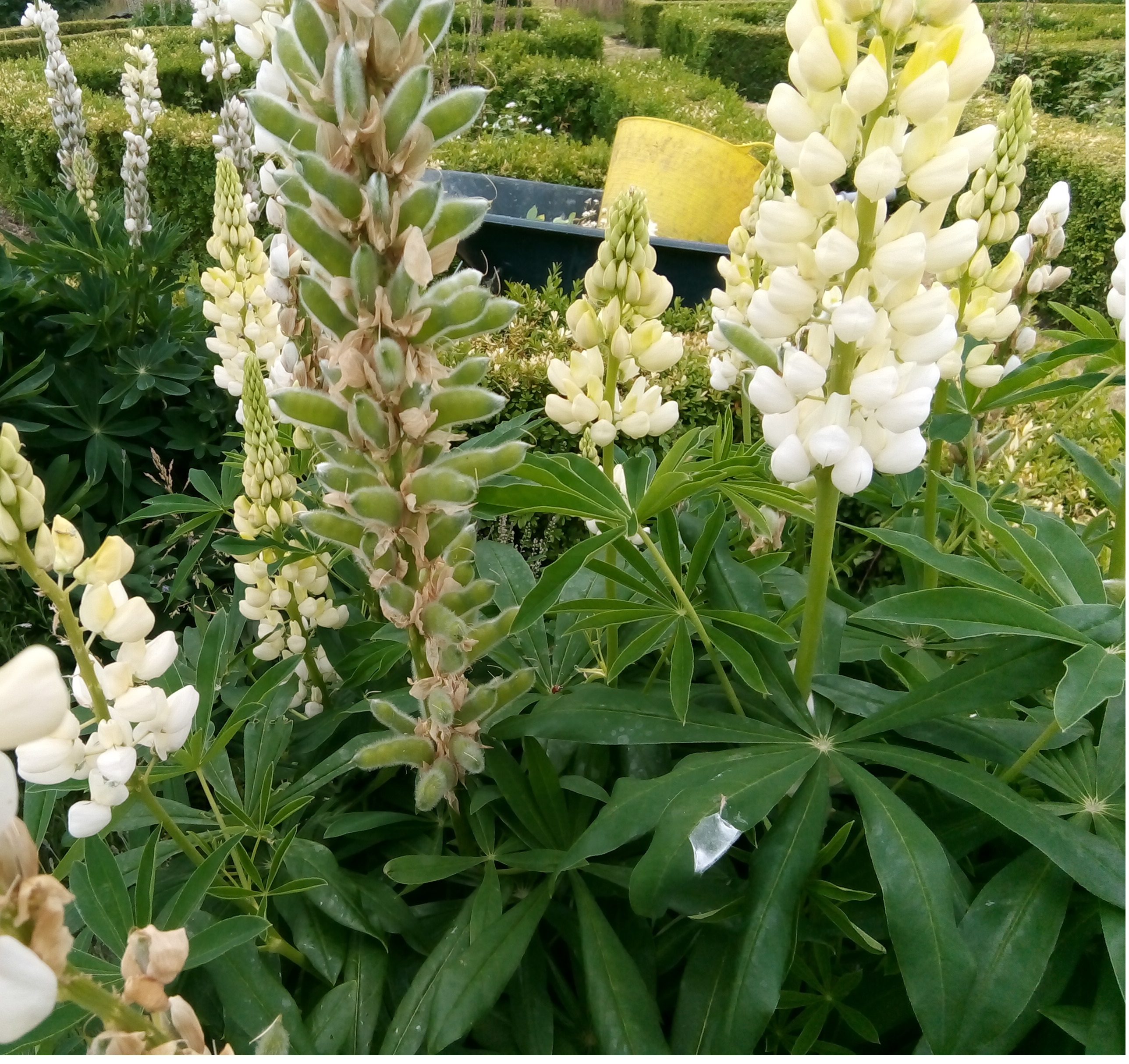 Rachel the Gardener Lupins again how to deadhead them