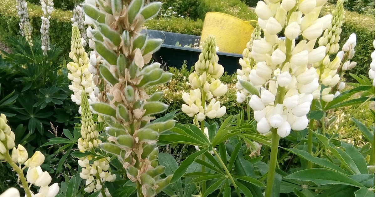 Rachel the Gardener Lupins again how to deadhead them