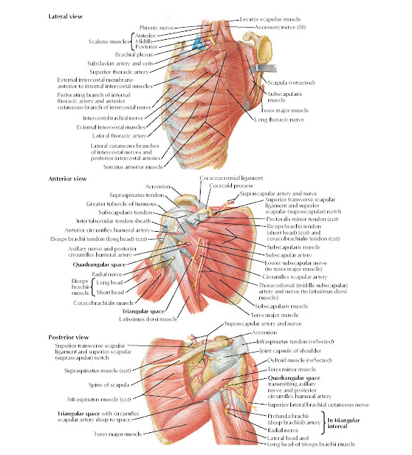 Scapulothoracic and Shoulder Dissection Anatomy pediagenosis