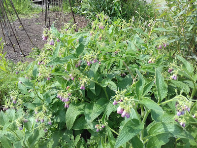 Comfrey On The Allotment