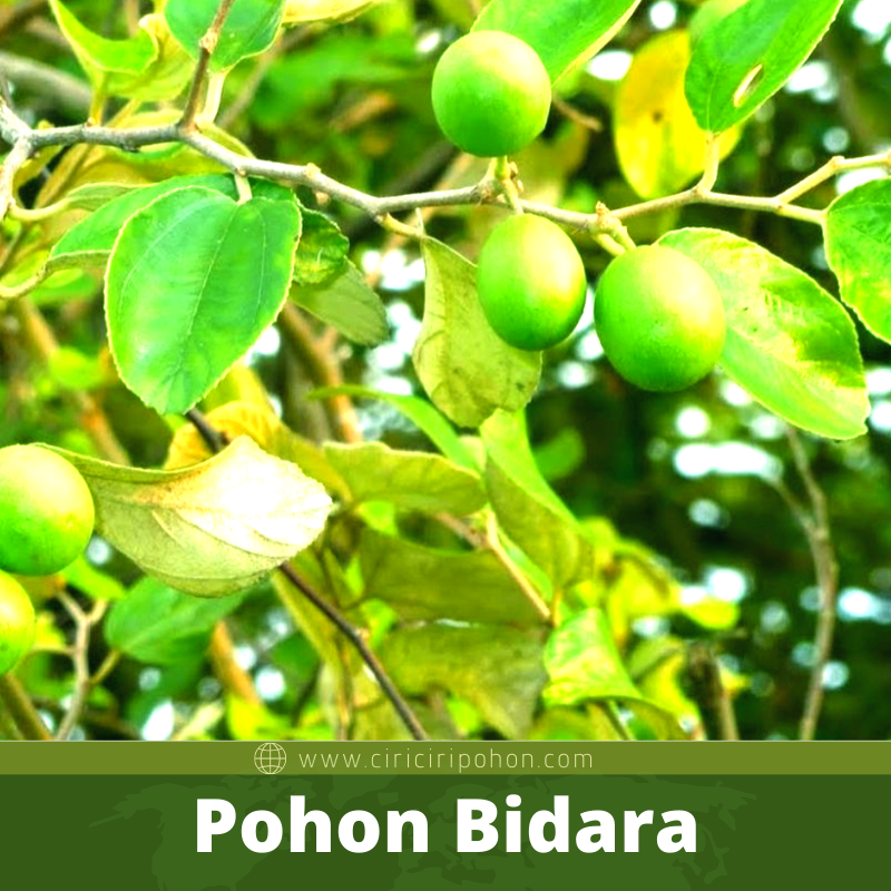 Bibit Pohon Bidara