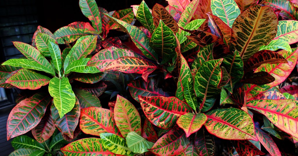 Croton plant Codiaeum variegatum care and culture