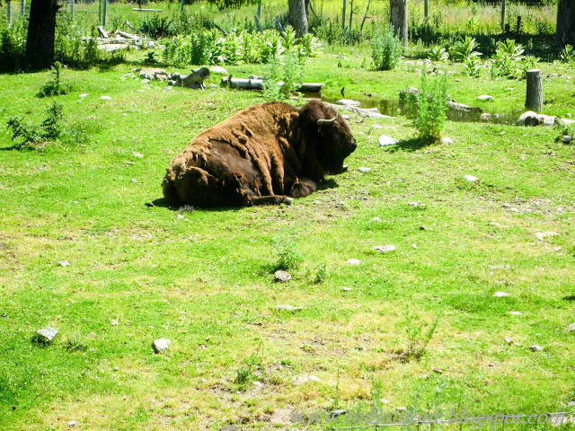 Bison im Wildlife Park Kamloops