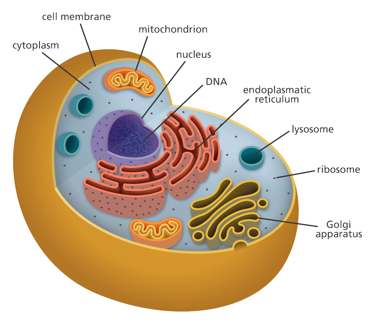 case study questions class 8 science cell structure and function