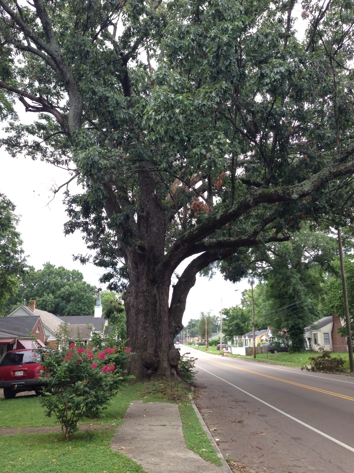 Memphis Trees Coping with oaks