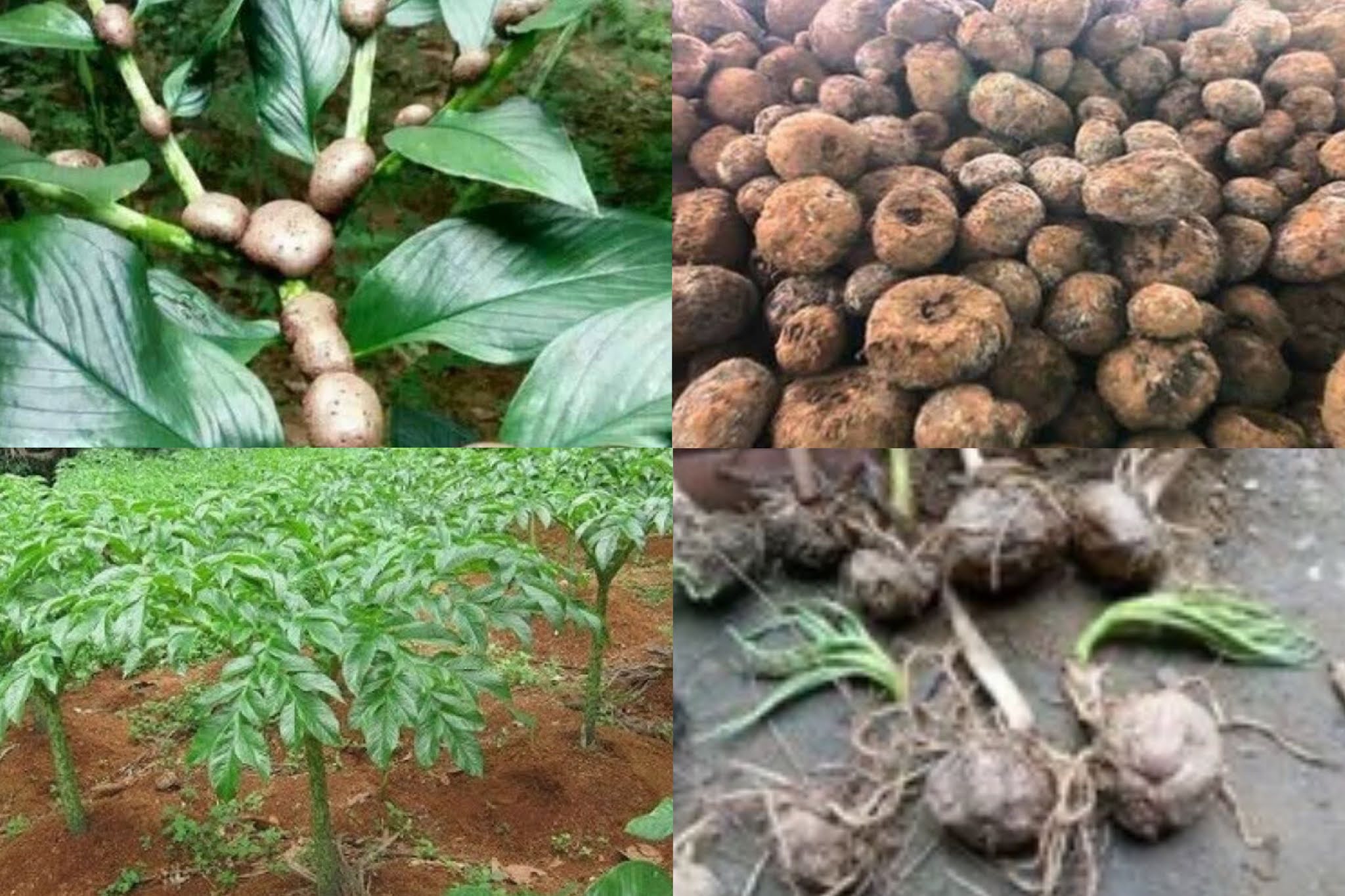 Gambar Tanaman Porang