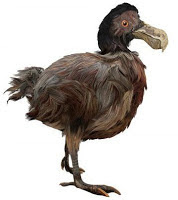 dodo bird.