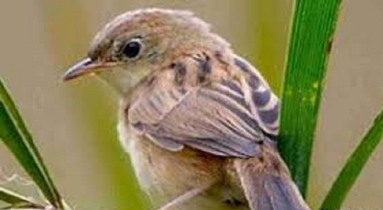 Mitos Si Cantik Burung Prenjak