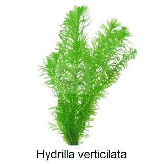 Ambillah tanaman air Hydrilla verticillata , seperti dibawah ini, kalian bisa mencarinya diperairan yang ada disawah  :