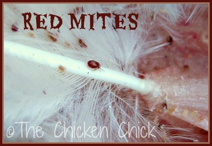 How To Get Rid Of Mites In Chicken Coop Dynamic Coop