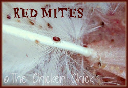 mites chicken treatment poultry lice chickens identification coop rid chick prevention