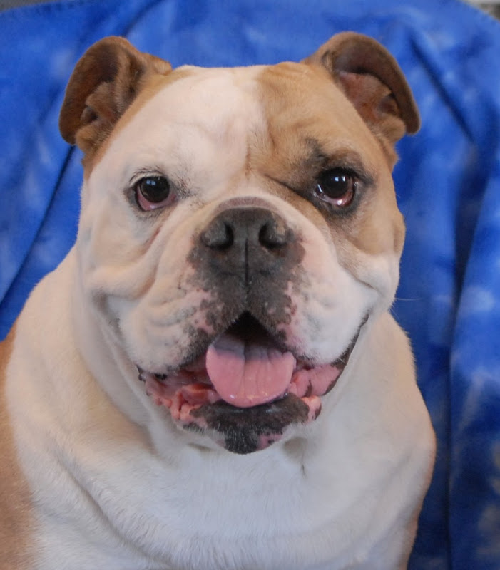 Bubba, an adorable English Bulldog debuting for adoption.