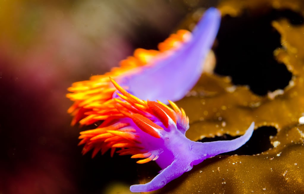 Meet nudibranch the most beautiful snails in the world. About Wild