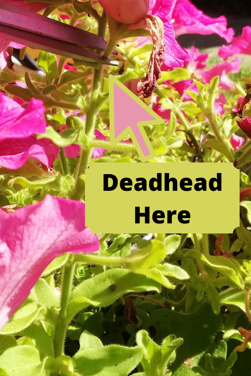 Deadheading Petunia