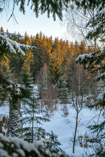 Rundweg Kreuzotter | Hochmoor Filzwald / Kloster Filz | Nationalpark Bayerischer Wald 17