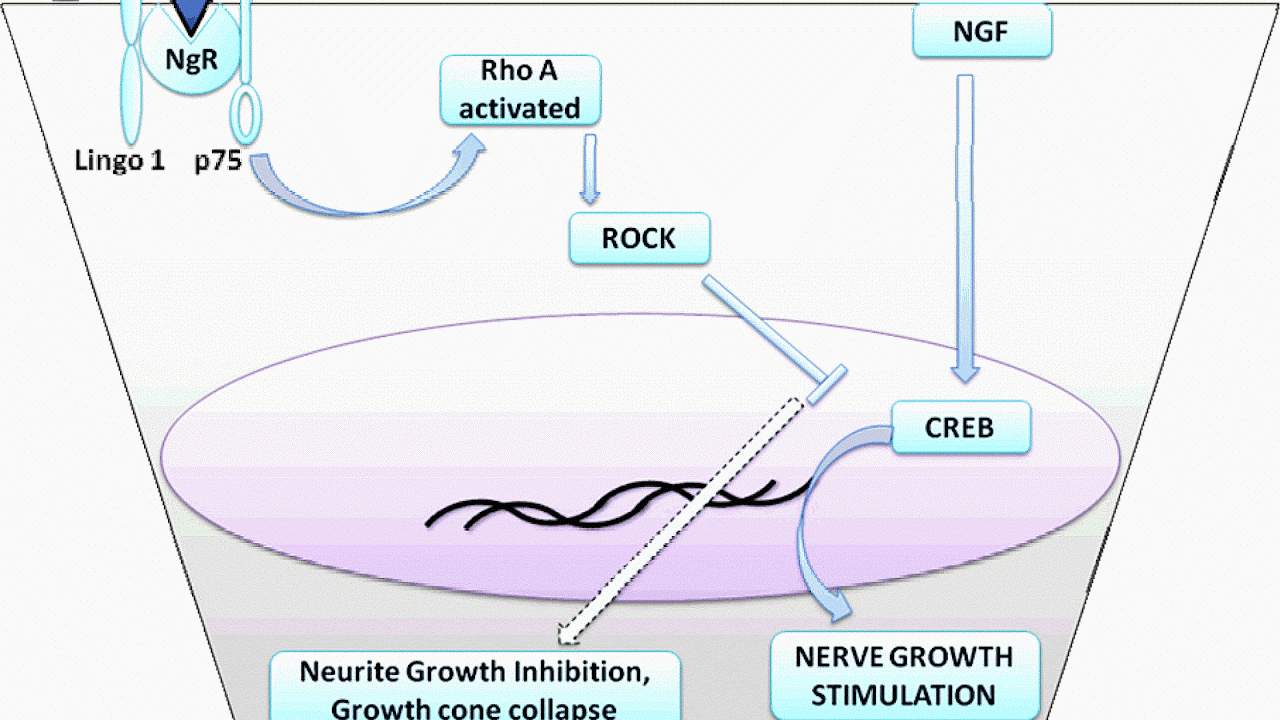 Protein Kinase A Inhibitor Protein Choices
