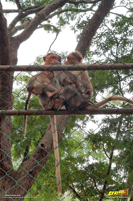 A couple of monkey mothers on the trees with baby monkeys, in Namada Chilume park in Devarayanadurga