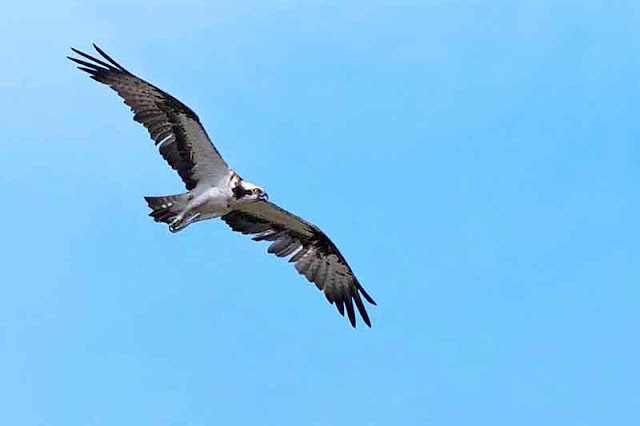bird, Osprey, Pandion haliaetus, Kin Dam, Okinawa, Japan