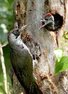 Mengenal Jenis Burung Pemakan Serangga Dan Ciri Cirinya Saka Doci