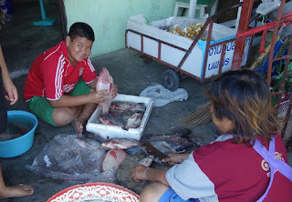 Mengenal Ikan Nila Merah Bangkok Sebagai Prospek Agribisnis