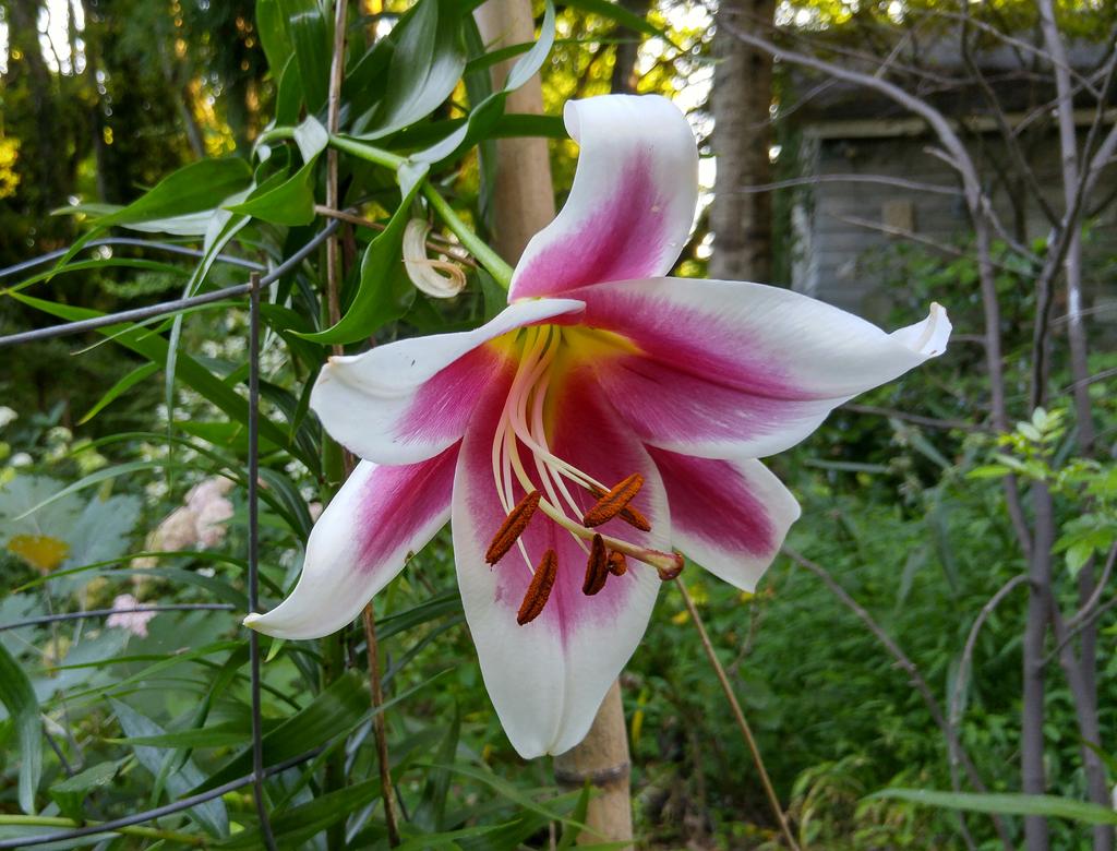 Lily 'Caravan" and "Silk Road"