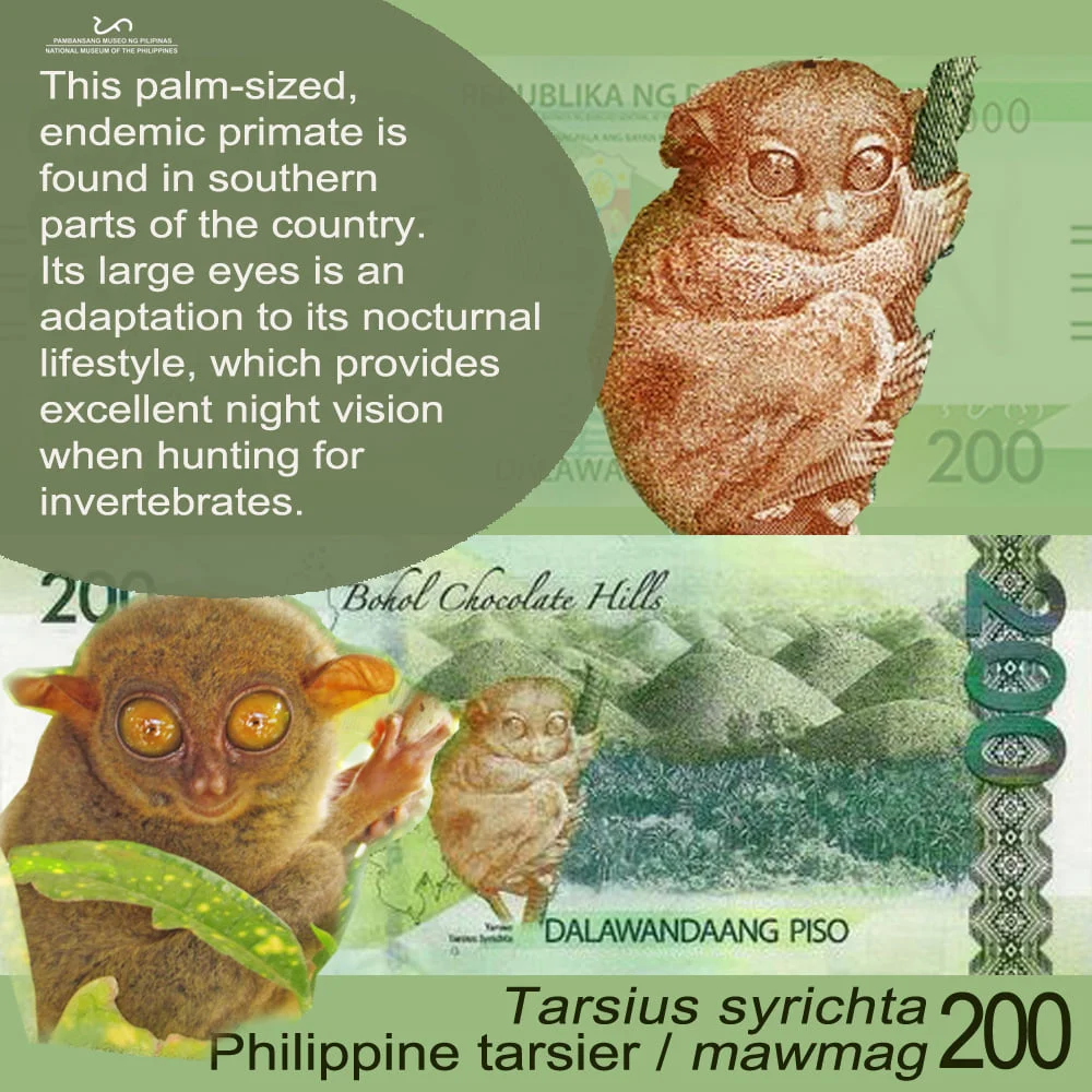 Philippine tarsier is found at the reverse of our 200-peso bill