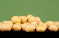 how to grow soybean