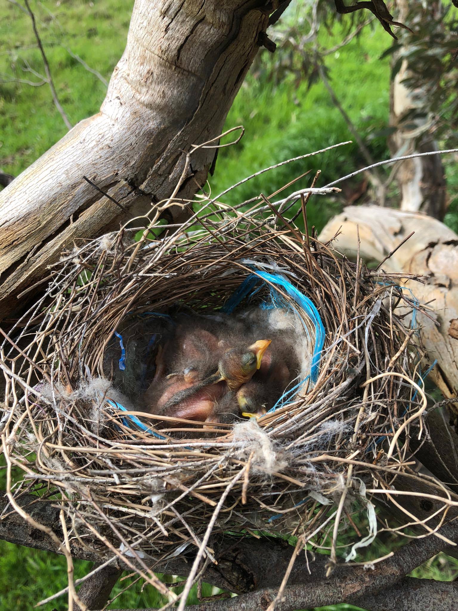 Laine's Letters. Practice, Practice, Practice.