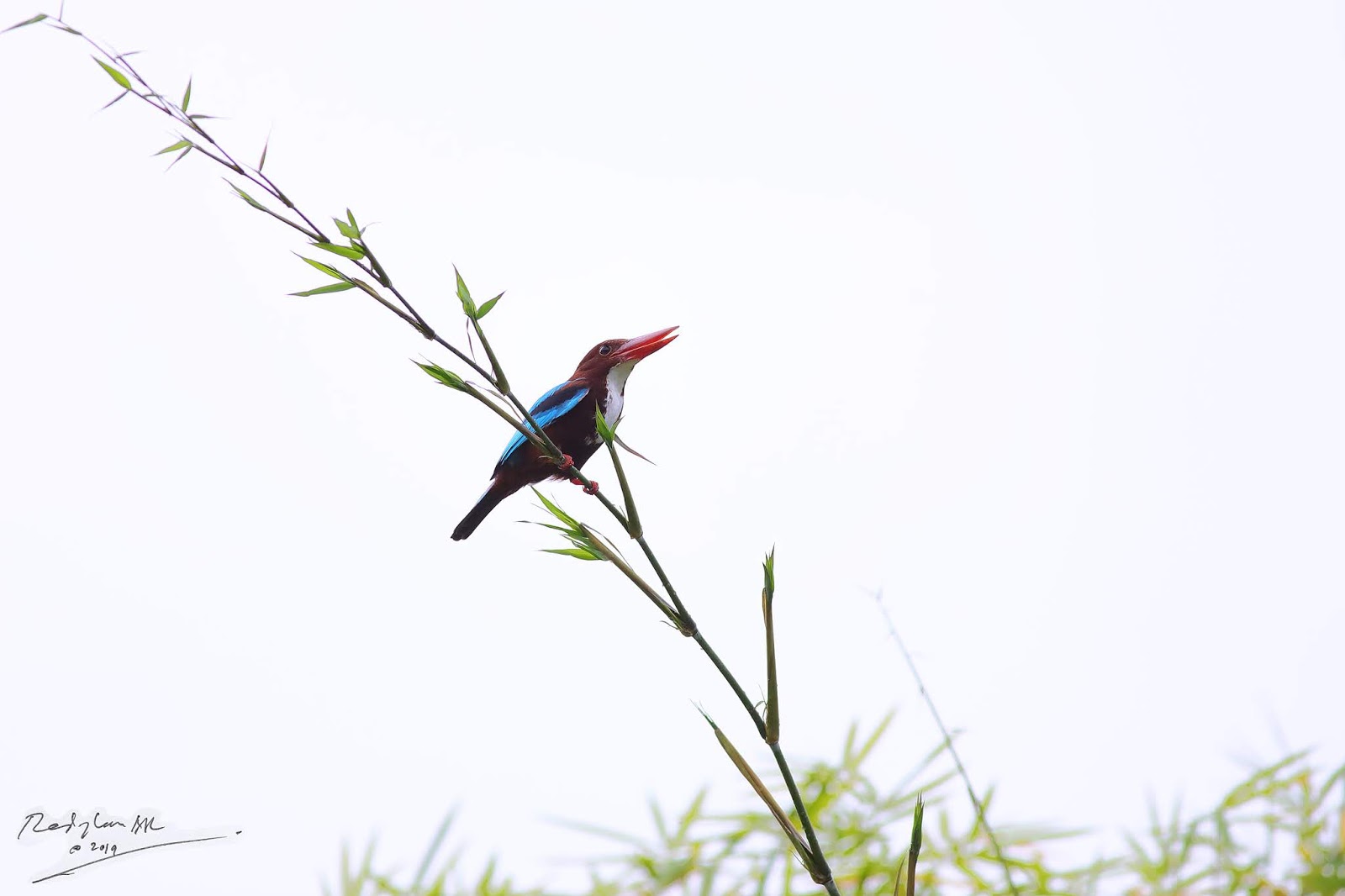 Birds and Nature Photography Raub Whitethroated Kingfisher on