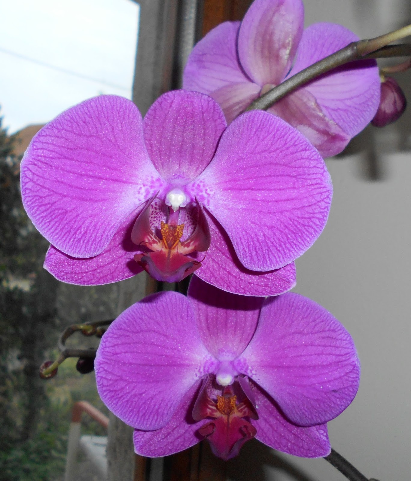 Miss Blueberrymuffin S Kitchen Traumhaft Schone Zweistockige Orchideen Torte Teil 2 Dekorieren