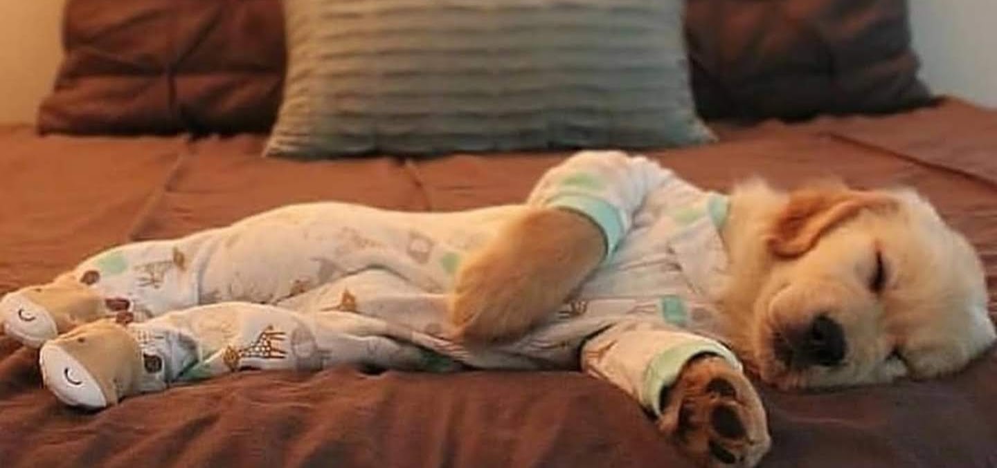 ¿Dónde debe dormir un perro?