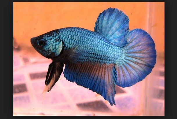 Ikan Cupang Giant, Sejarah Dan Cara Merawatnya Ikan Cupang Giant, Sejarah Dan Cara Merawatnya