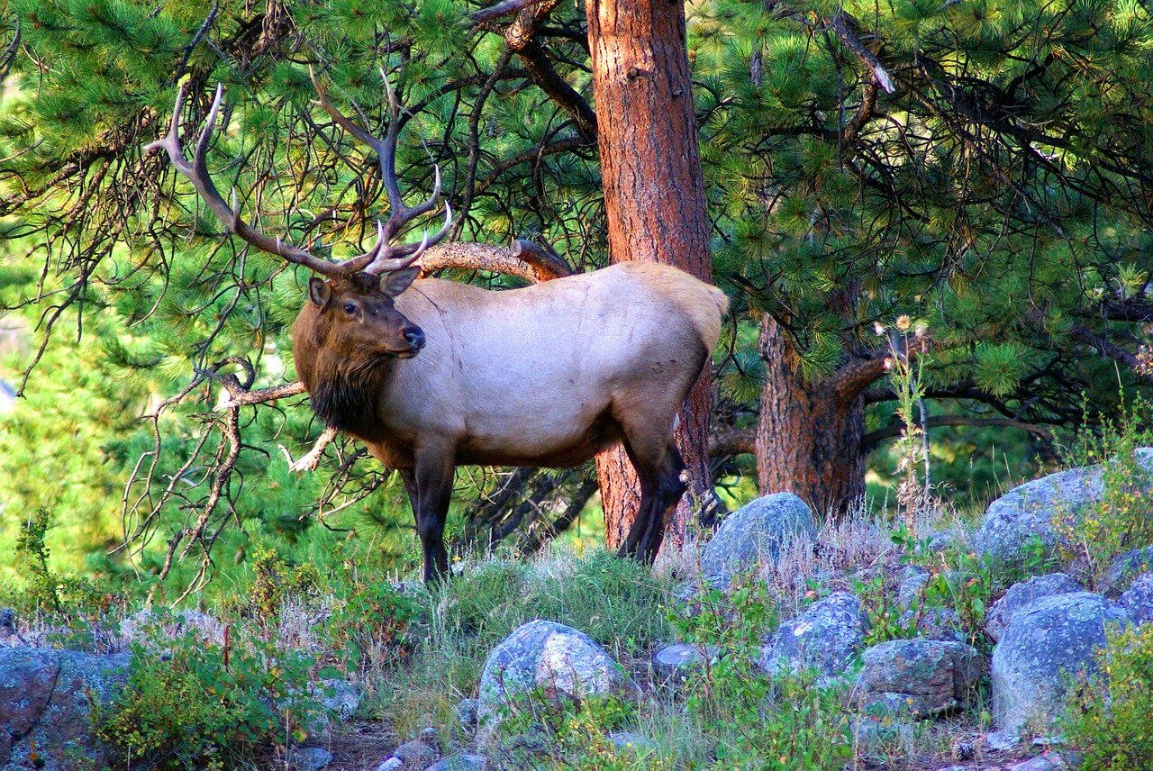 Rocky Mountain National Park