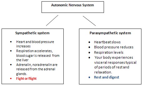 Holistic Honnies Blog