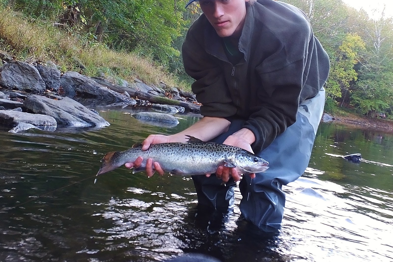 Connecticut Fly Angler Broodstock Salmon with Ben B.