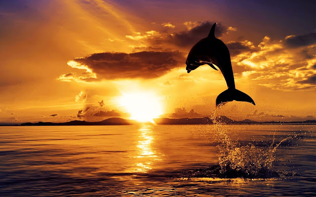Dolphin - HD Wallpapers | Earth Blog