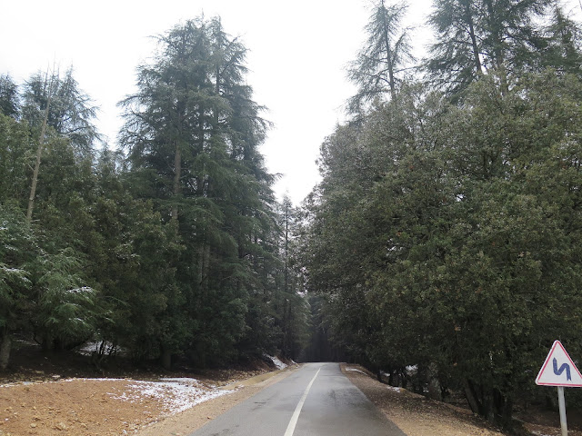 Bosque de cedros en la carretera a Oum Er-Rbia